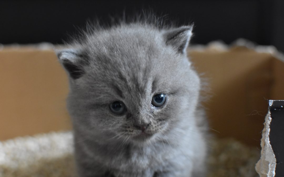 A Comprehensive Guide to Pet Litter Boxes and Accessories